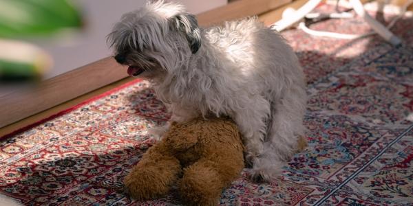 My female dog humps stuffed animals hotsell